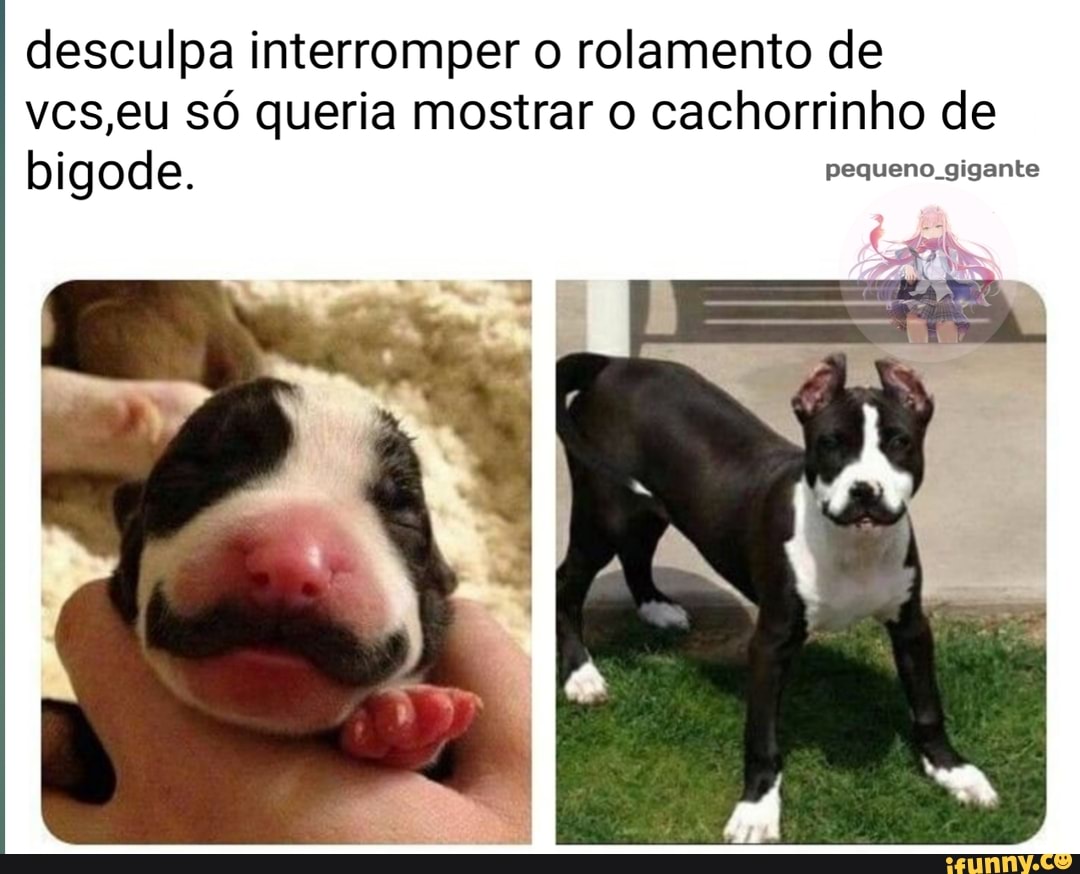 desculpa interromper o rolamento de vcs,eu só queria mostrar o cachorrinho de bigode. pequeno gigante
LA