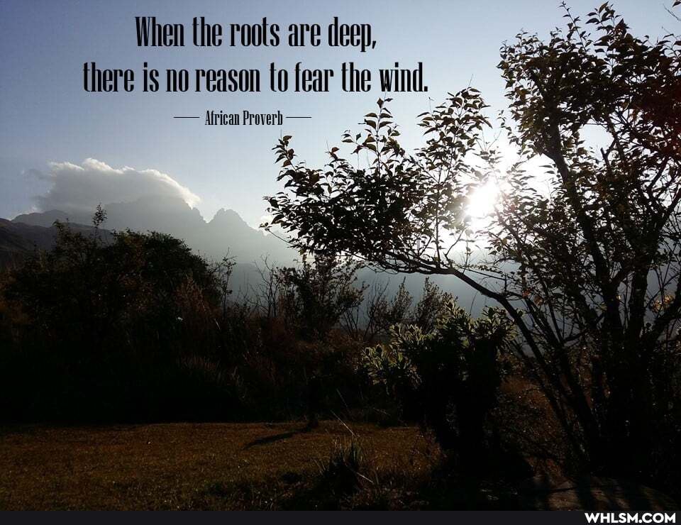 When the roots are deep, there is no reason to fear the wind.
- Mfrican Proverb -
SS