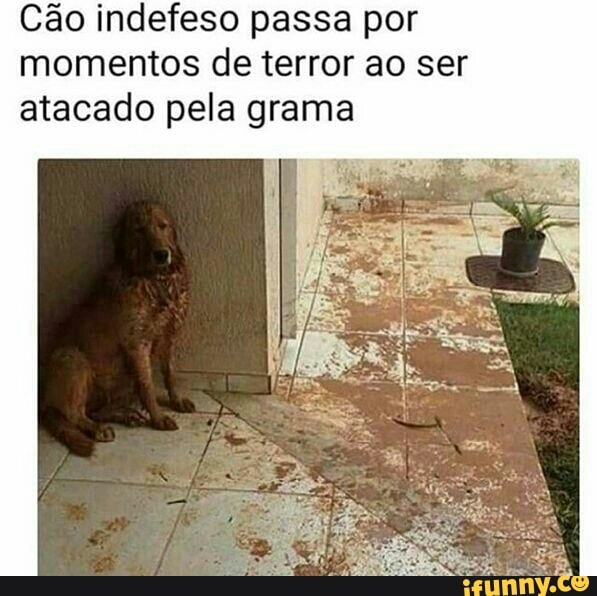 Cão indefeso passa por
momentos de terror ao ser
atacado pela grama