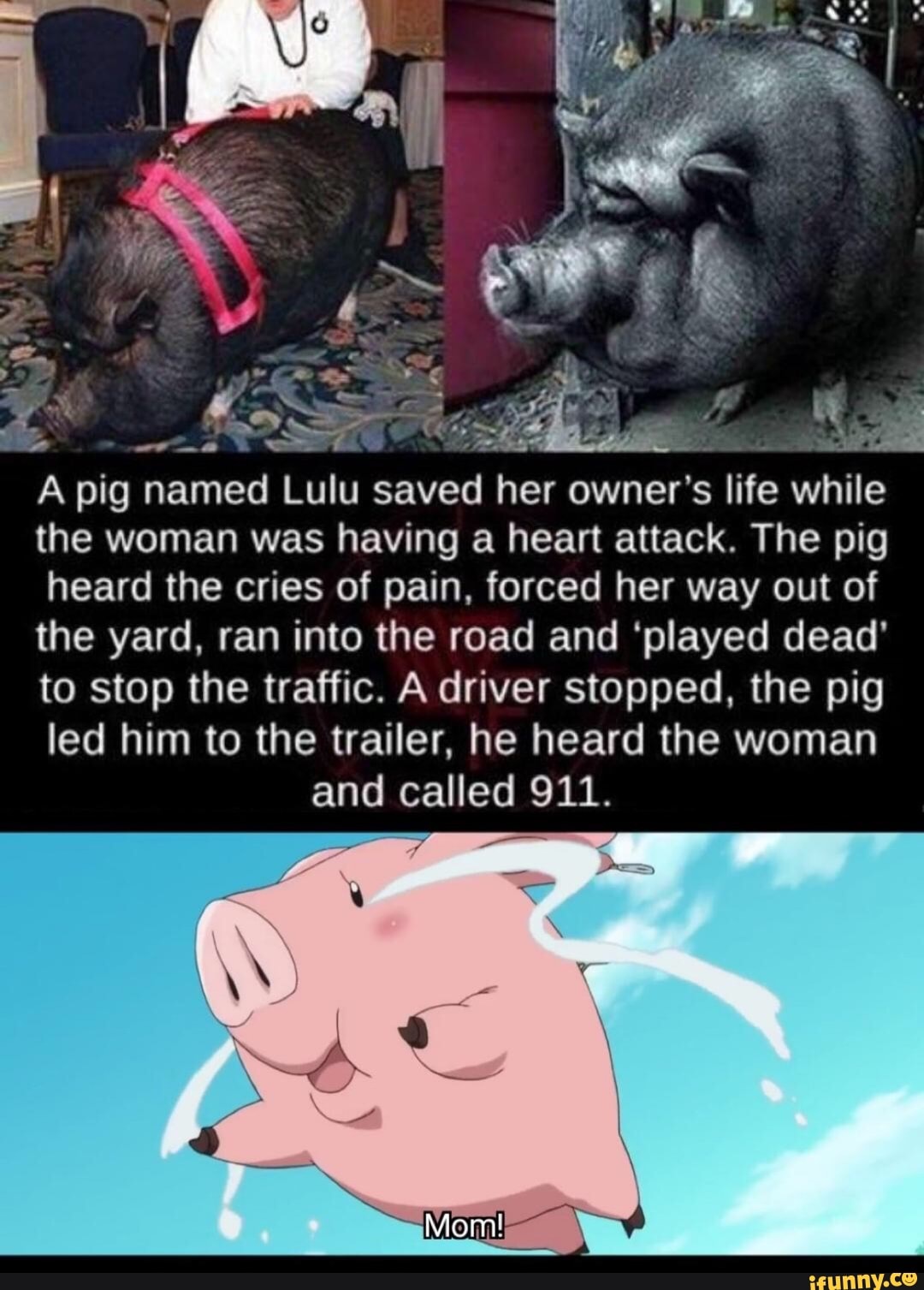 the woman was having a heart attack. The pig
heard the cries of pain. forced her way out of
the yard. ran into the road and ‘played dead'
to stop the traffic. A driver stopped. the pig
led him to the trailer. he heard the woman
and called 911.