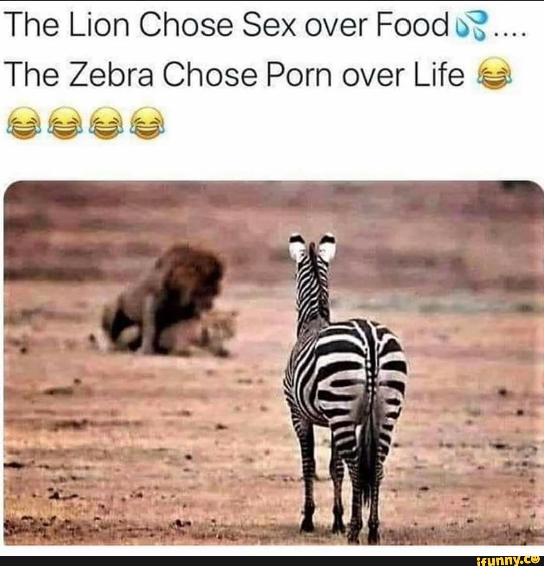 Xxx Zebra - The Lion Chose Sex over Food o? The Zebra Chose Porn over Life - )