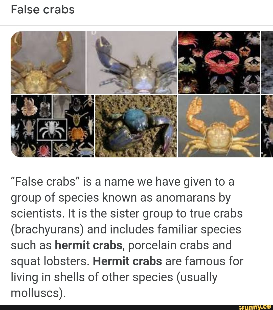 False Crabs False Crabs Is Name We Have Given To A Group Of Species Known As