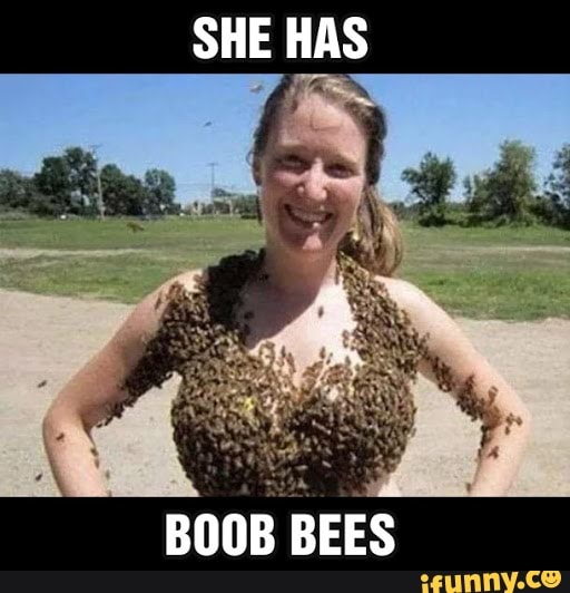Boob Bees