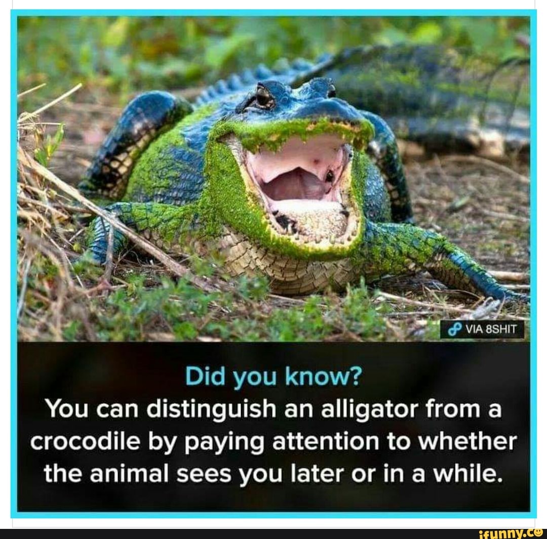 Did You Know? You Can Distinguish An Alligator From A Crocodile By ...