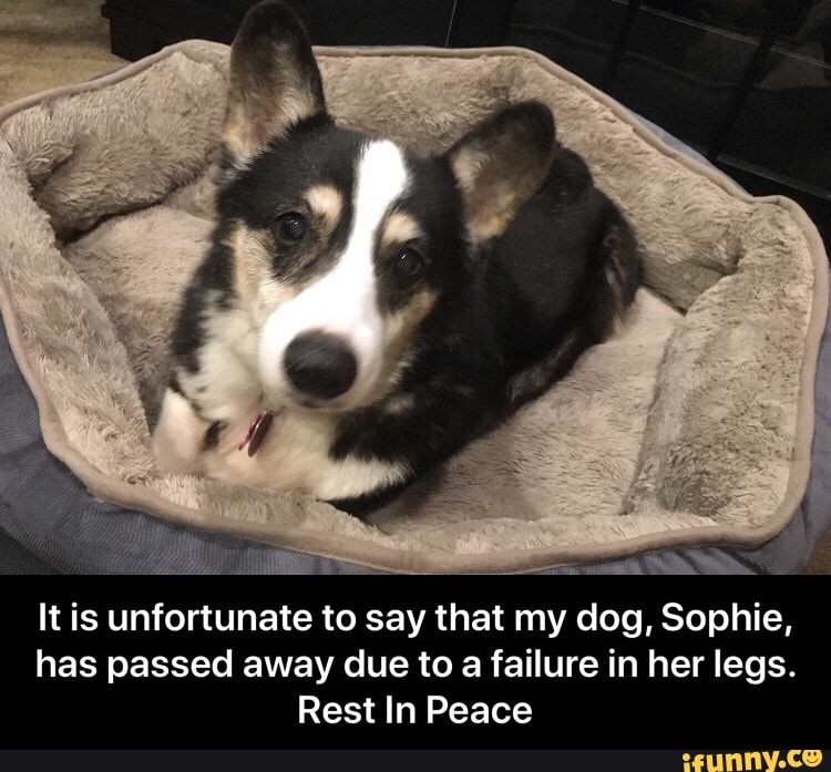 It Is Unfortunate To Say That My Dog Sophie Has Passed Away Clue To A Failure In Her Legs Rest In Peace It Is Unfortunate To Say That My Dog Sophie - roblox oof doggo