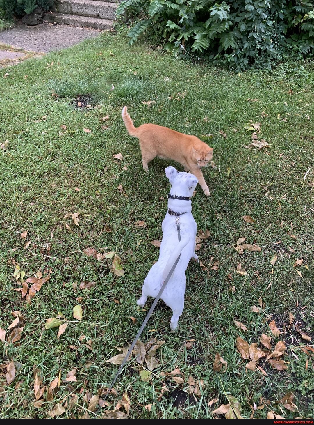 dog, typically, doesn, care, cats, walked, way, acr