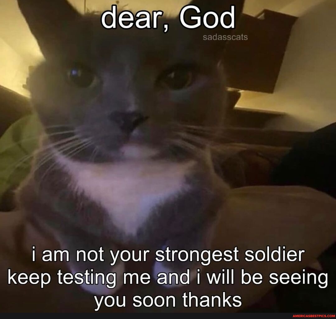 Thanks! - - - #meme #memes #cat #cats #catmeme #catmemes #sadcat # ...