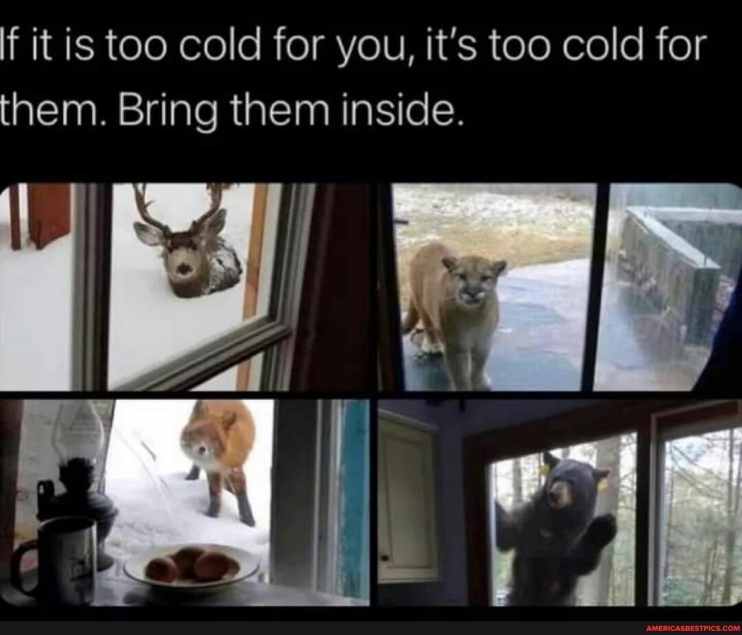 If it is too cold for you, it's too cold for them. Bring them inside ...