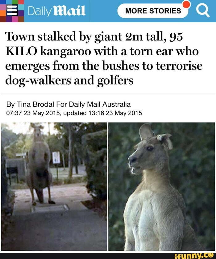 Dally Mail Q Town Stalked By Giant Ma Tall, 95 KILO Kangaroo With A ...