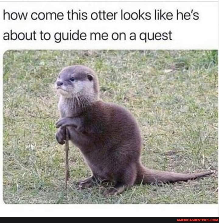 how come this otter looks like he's about to guide me on a quest