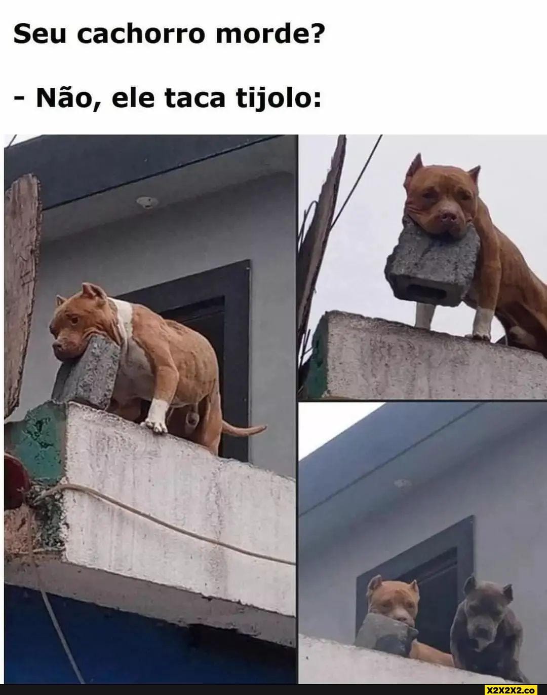 Seu cachorro morde Não ele taca tijolo iFunny Brazil