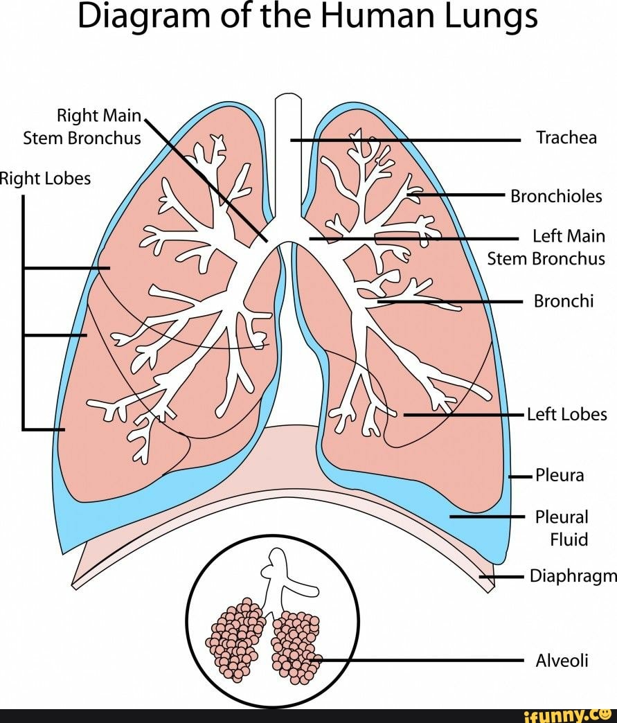 Diagram of the Human Lungs Right Main Stem Bronchus Trachea Right Lobes