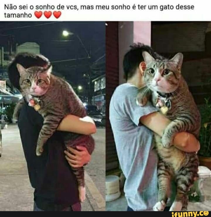 Não sei o sonho de ves, mas meu sonho é ter um gato desse
tamanho