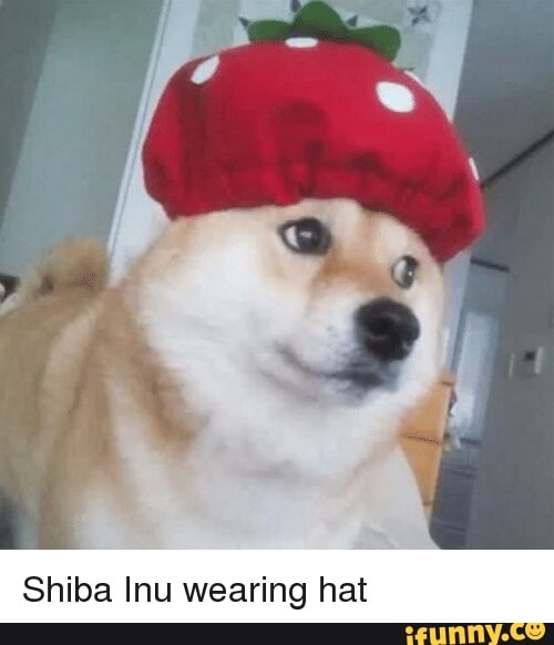 shiba inu with hat