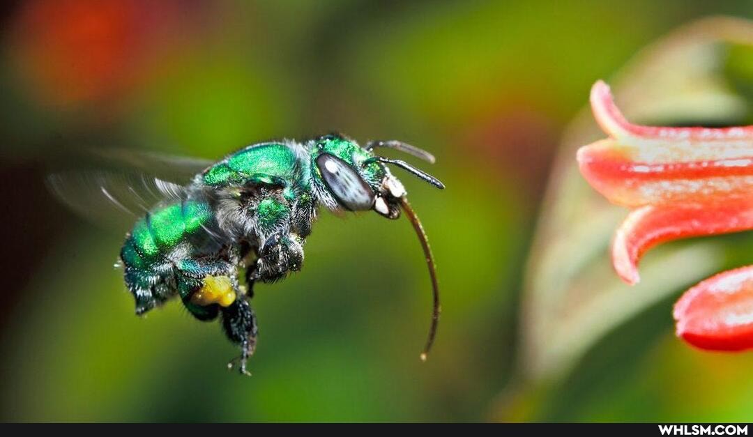 orchid_bees, awesome