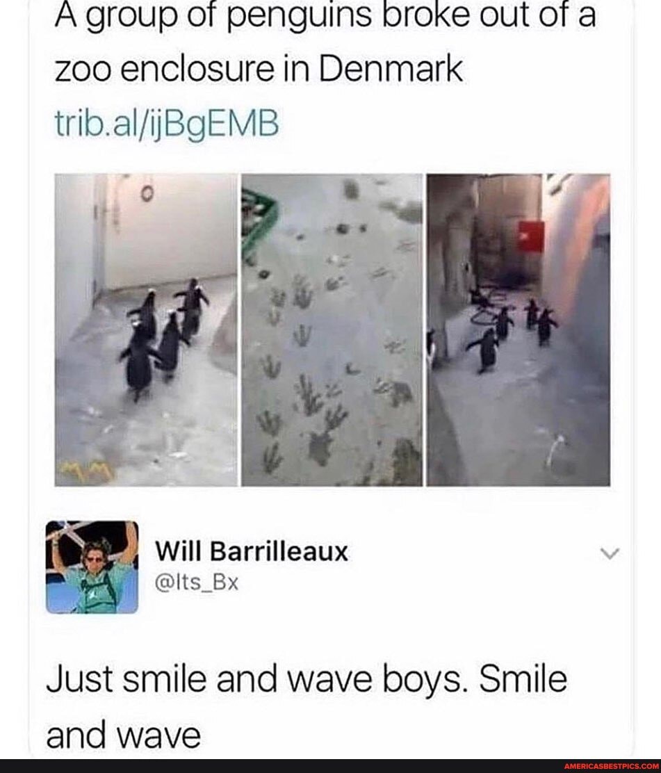 A group of penguins broke out of a
Zoo enclosure in Denmark
Just smile and wave boys. Smile and wave
