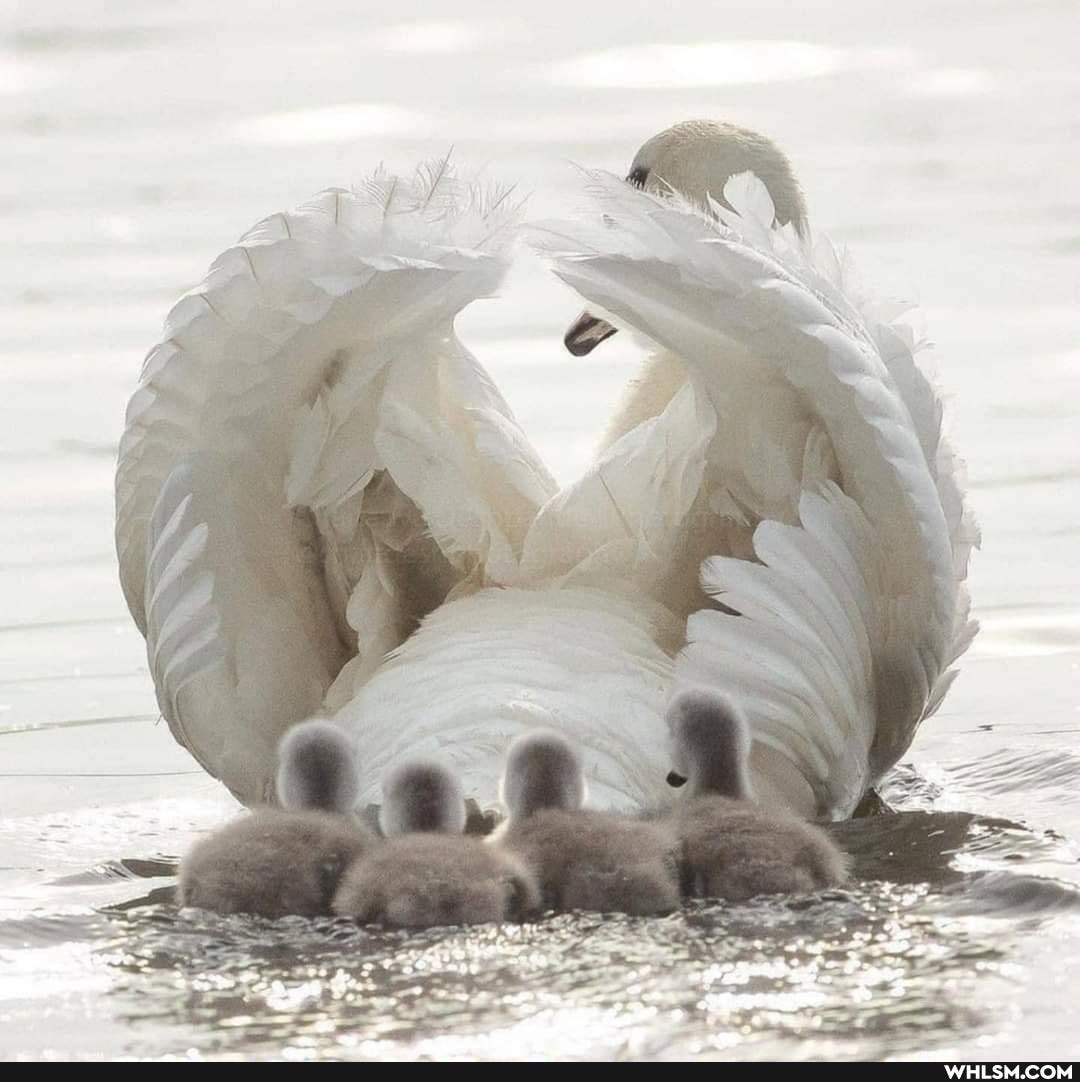 bird, swan, spring, aww