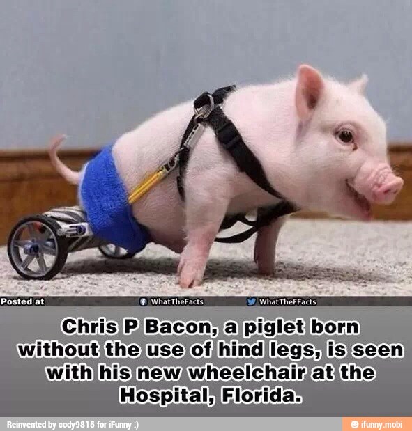 Posted at WhatTheFacts
Chris P)Bacon; a pi