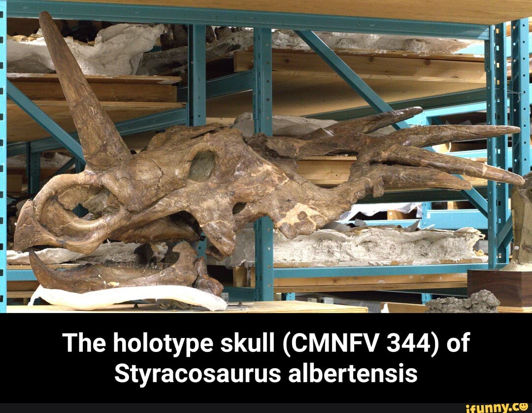 The holotype skull (CMNFV of Styracosaurus albertensis - The holotype ...