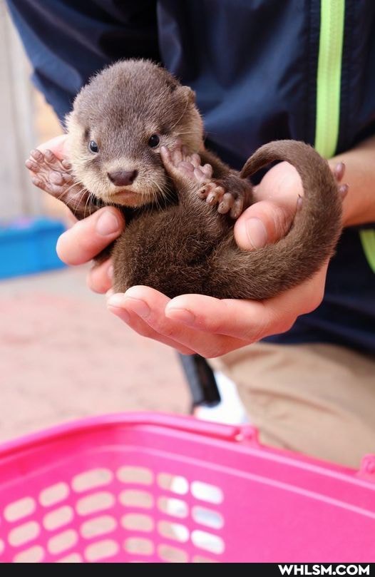 aww, baby_animals, otter, hey_everybody, otterly_cute