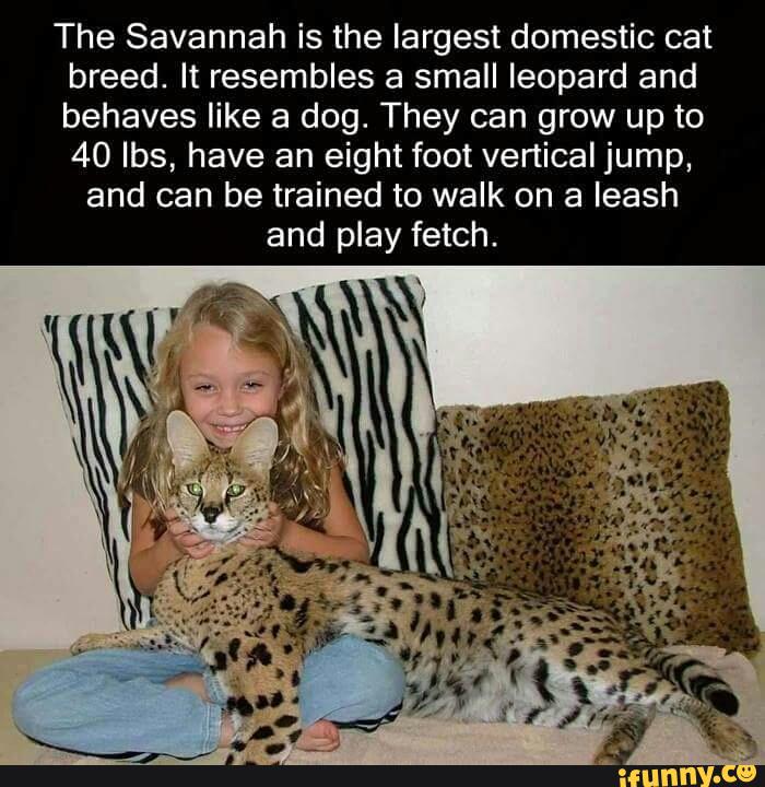 The Savannah is the largest domestic cat breed. It resembles a small