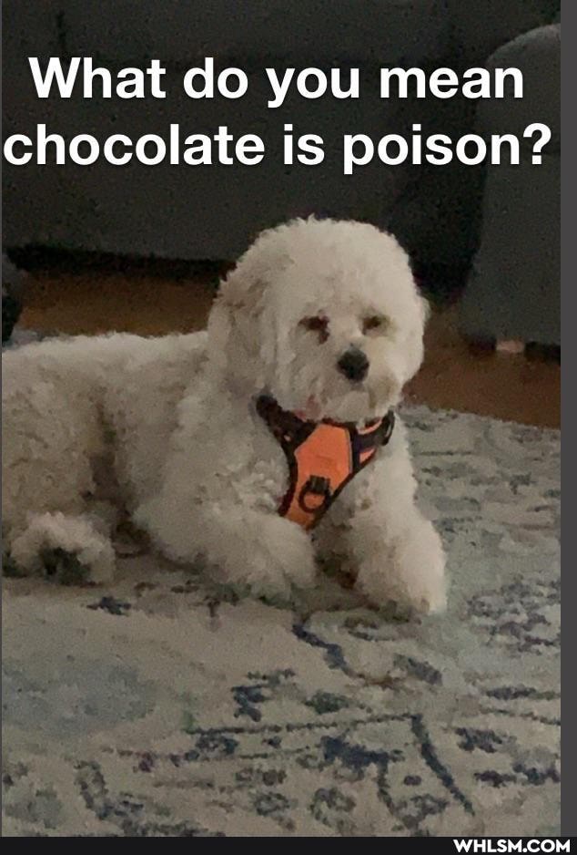 What do you mean chocolate is poison?