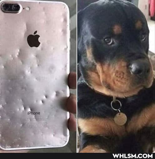 funny, lol, iphone, dogs