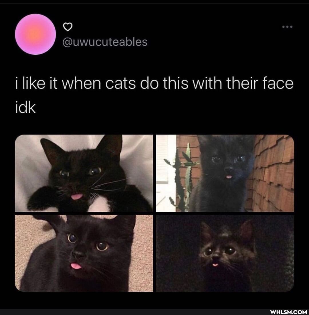 i like it when cats do this with their face idk