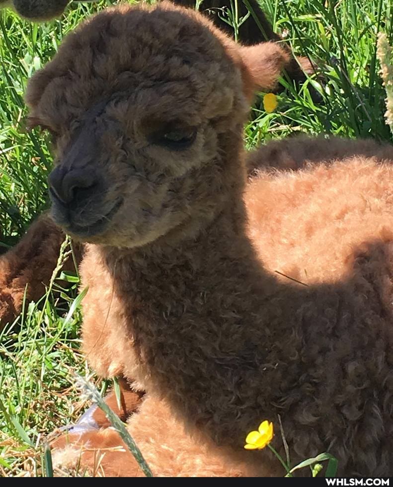 aww, adorable, baby_animals, alpaca