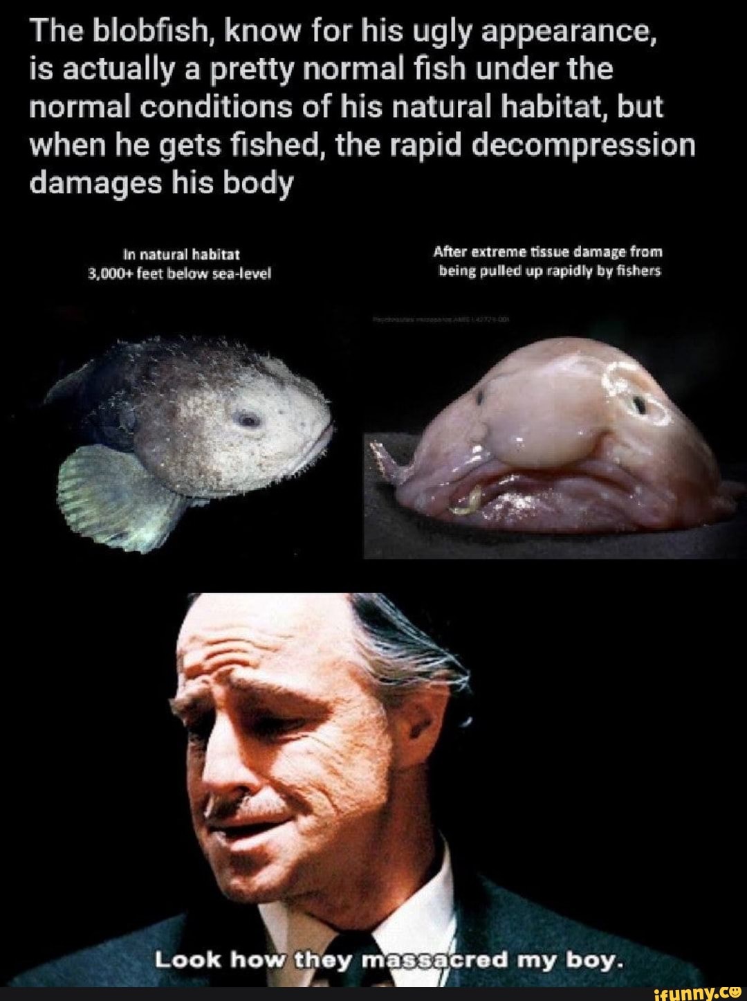 The blobfish, know for his ugly appearance, is actually a pretty normal
