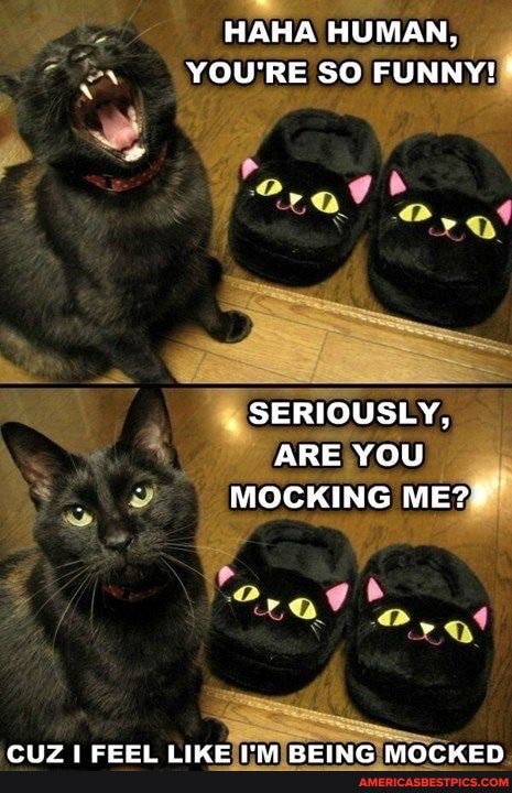 HAHA HUMAN,
YOU'RE SO FUNNY!
SERIOUSLY,
ARE YOU MOCKING ME?
CUZ 1 FEEL LIKE I'M BEING MOCKED