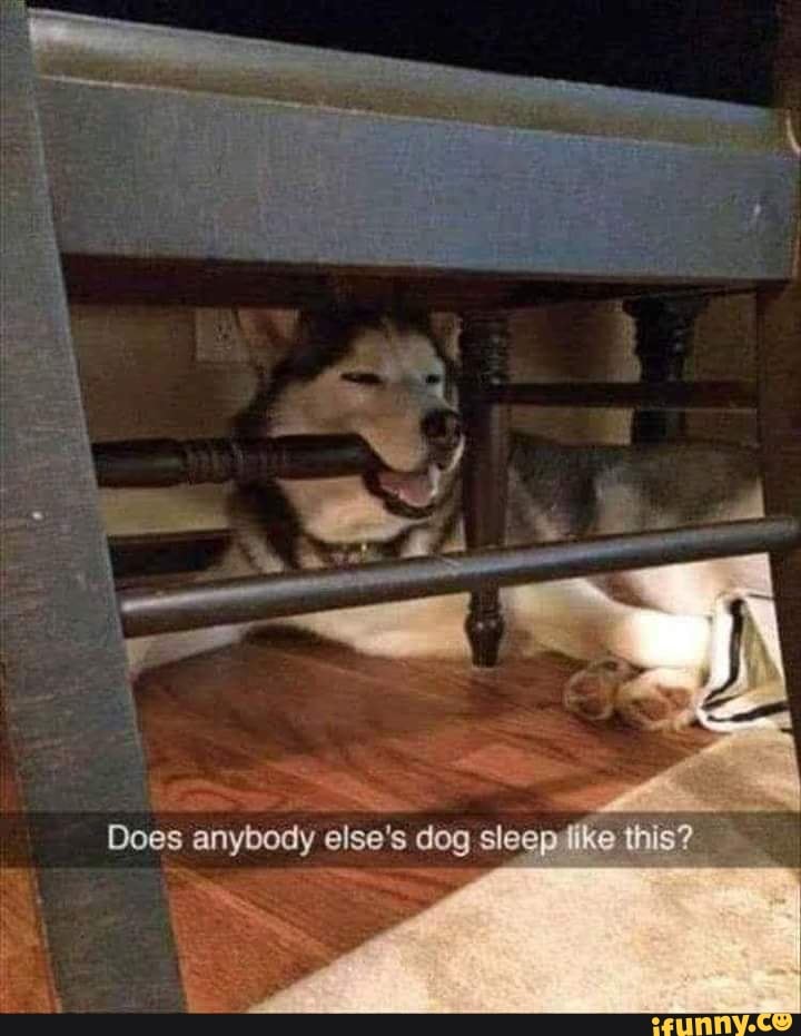 Does anybody else's dog tike this?