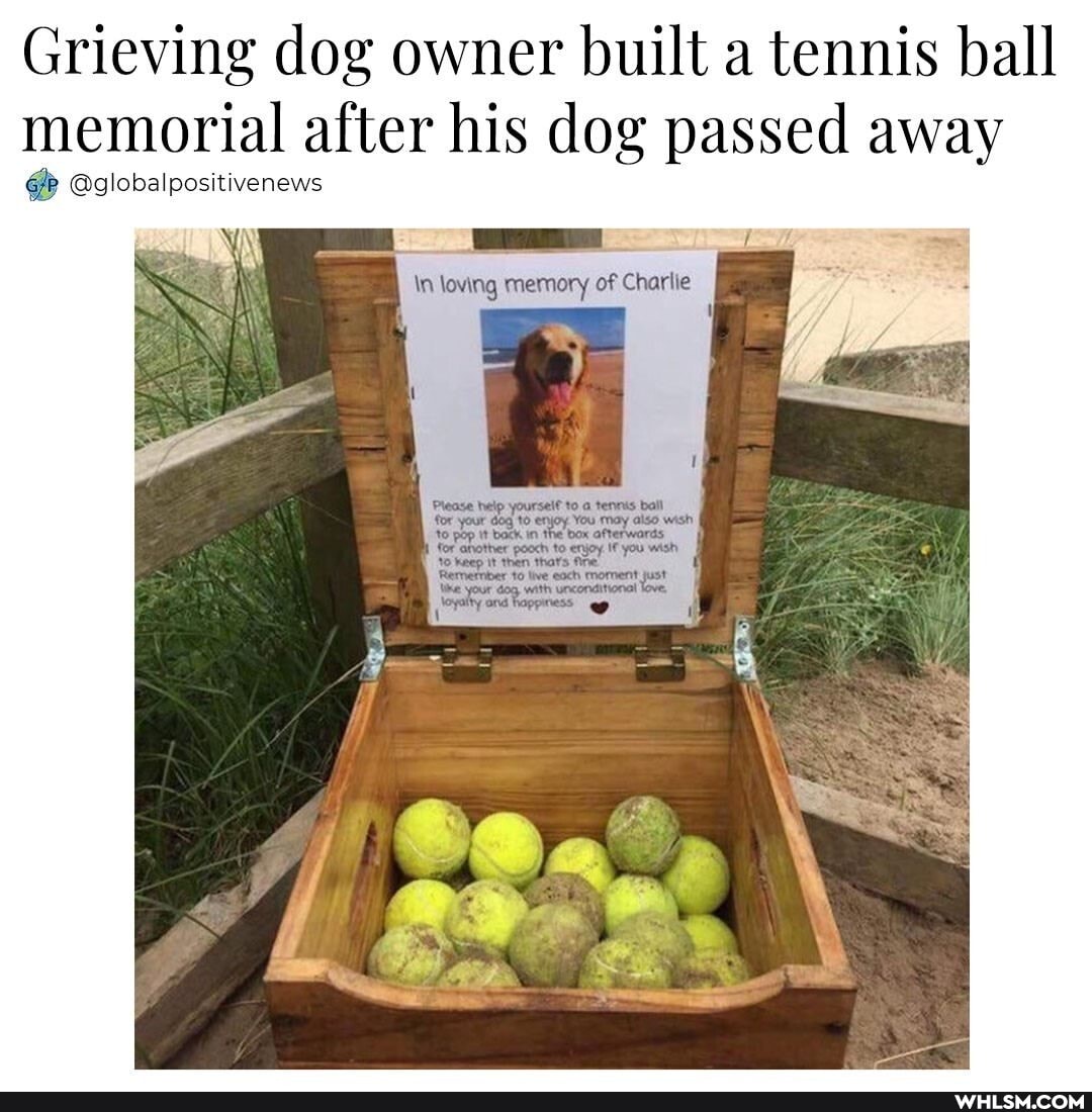 Grieving dog owner built a tennis ball memorial after his dog passed away
@globalpositivenews
\n loving memory of Charlie
