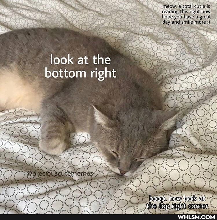Meow; tatal cutie is
reading this right now
hope you have a great
day and smile more
look at the
bottom right
boop. now, at.