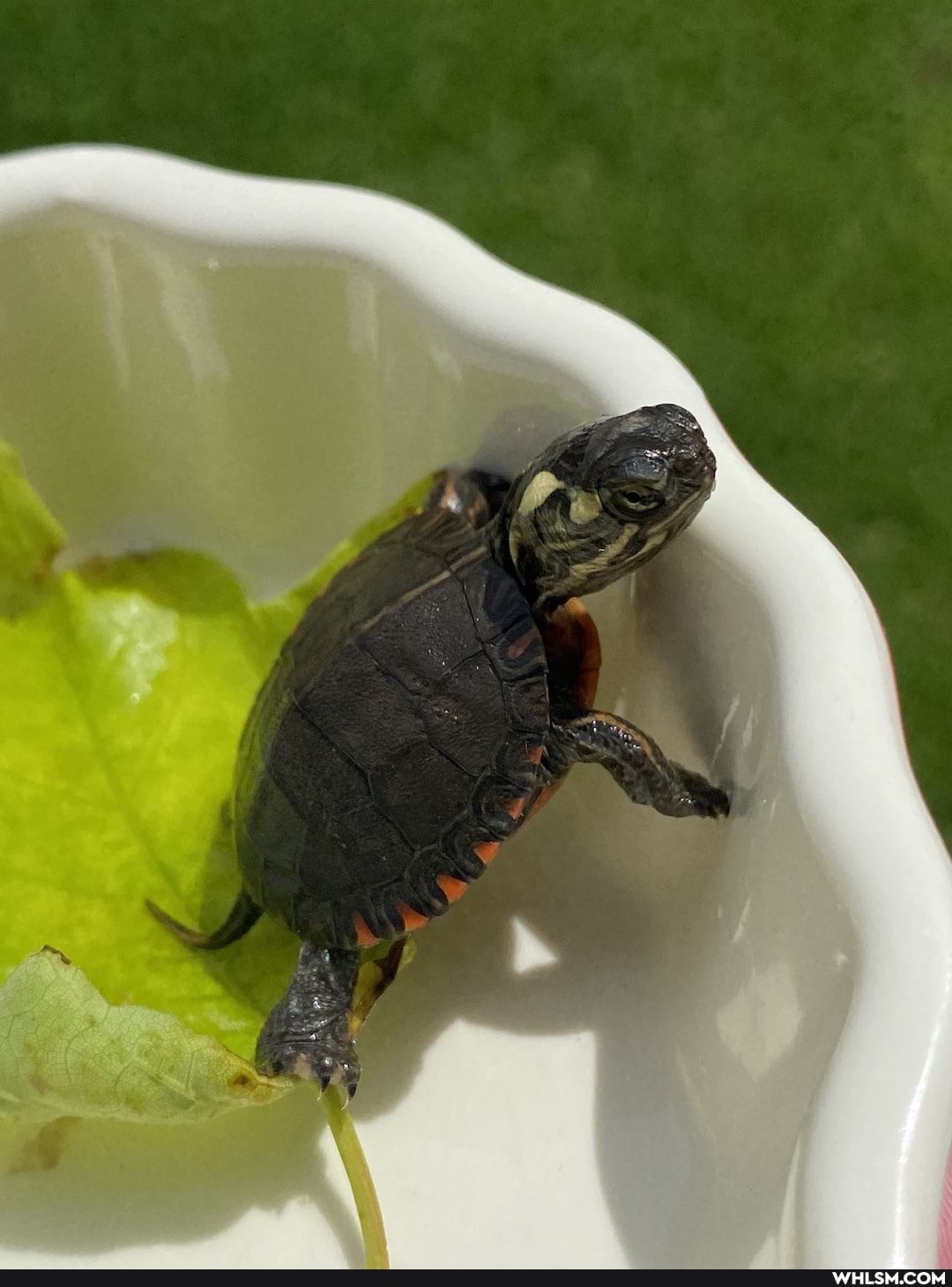 turtle, nature, animal_rescue, baby_animals