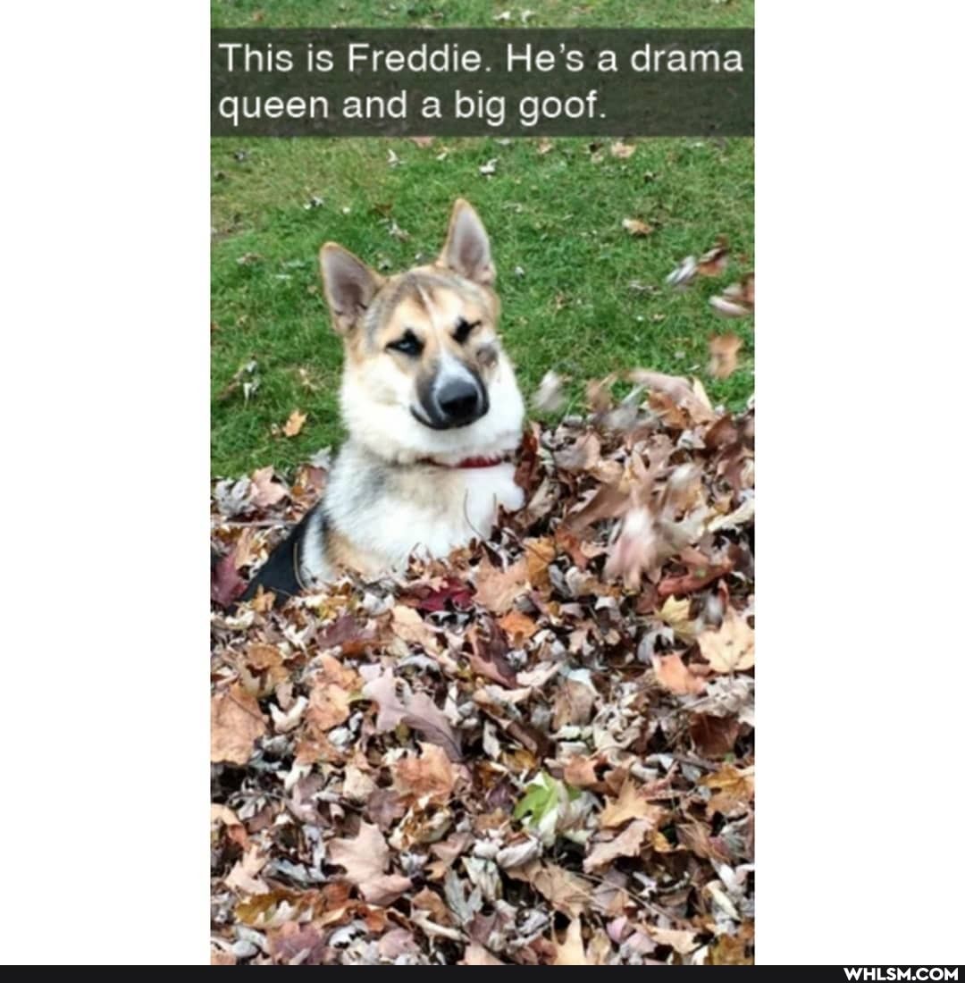 This is Freddie. He's a drama queen and a big goof.