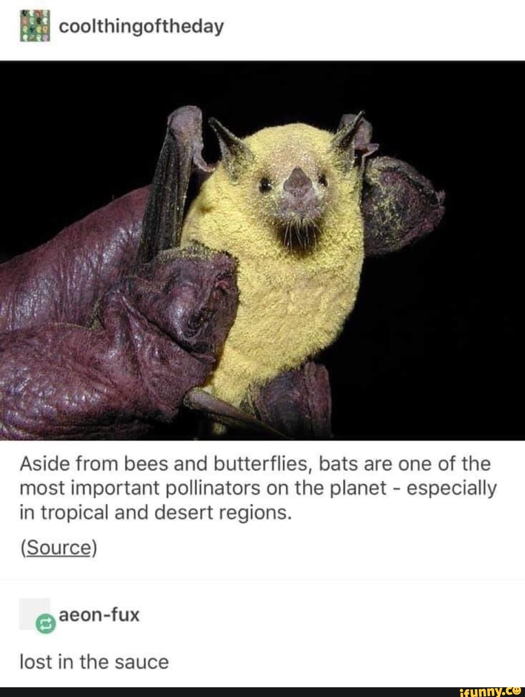 % Coolthingoftheday Aside From Bees And Butterﬂies, Bats Are One Of The ...