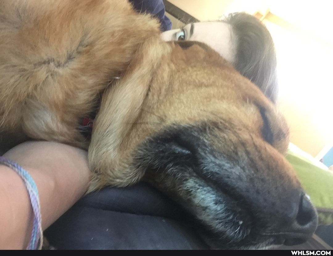 informative, help_me_imgur, advice_animals, dogs_are_the_best_people