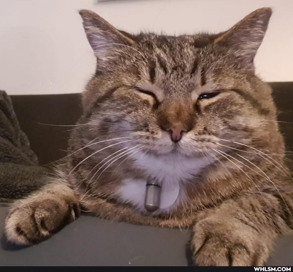 cat, prrrrrr, cats