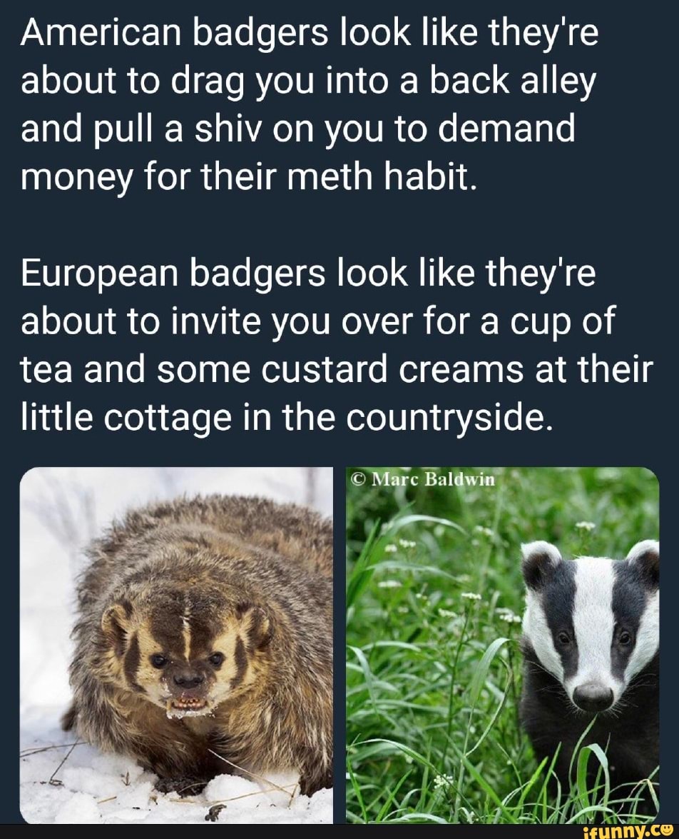 American Badgers Look Like They Re About To Drag You Into A Back Alley And Pull A Shiv On You To Demand Money For Their Meth Habit European Badgers Look Like They Re About