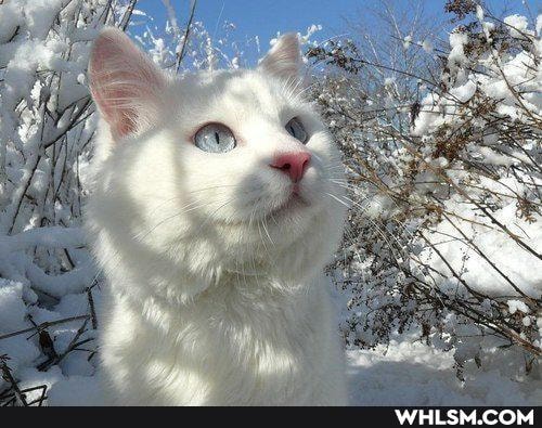 selfie_day, cats, cat, cute_animal