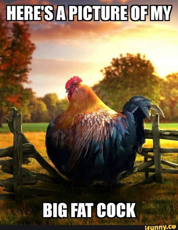 Heres A Picture Of My Big Fat Cock Ifunny 