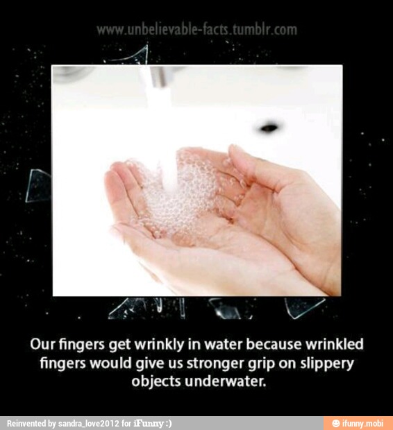 PAS
Our fingers get wrinkly in water because wrinkled
fingers would give us stronger grip on slippery
objects underwater.