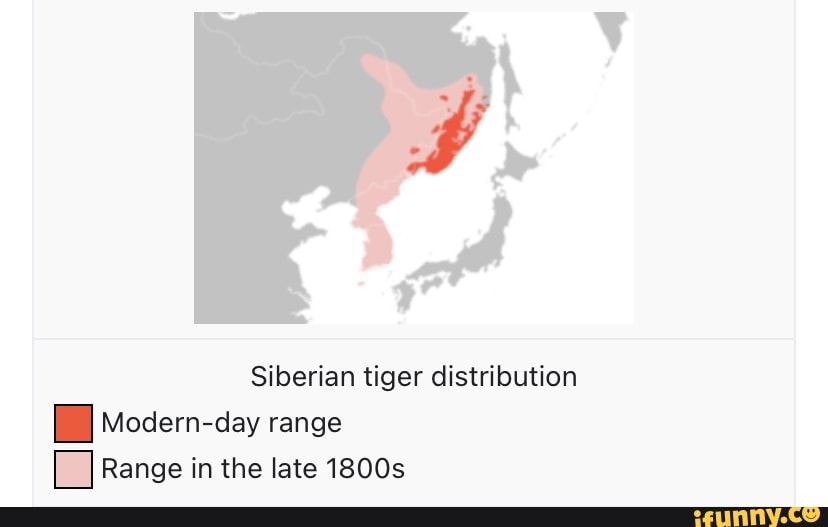 Siberian tiger distribution Modern-day range Range in the late 1800s ...