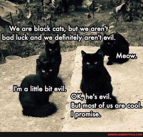 We are black cais, but we aren't
bad luck and we definitely aren't evi
Meow,
I'm o litle bitevil
OK, he's evil.
But raost of us are
"promise.