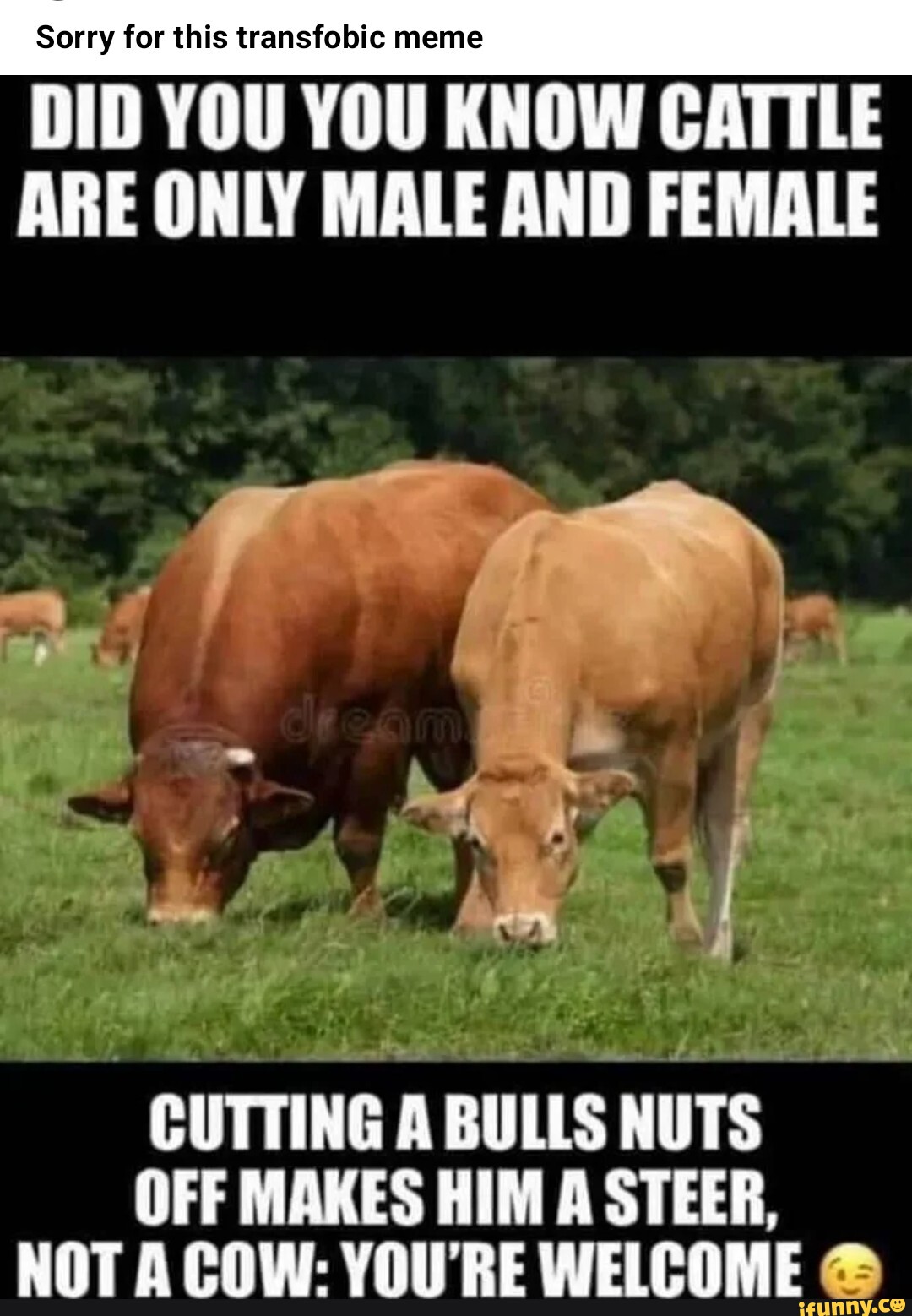funny cow memes