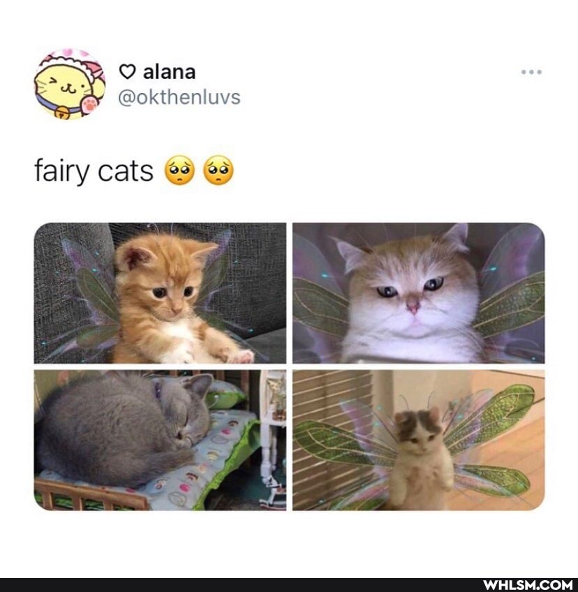 fairy cats