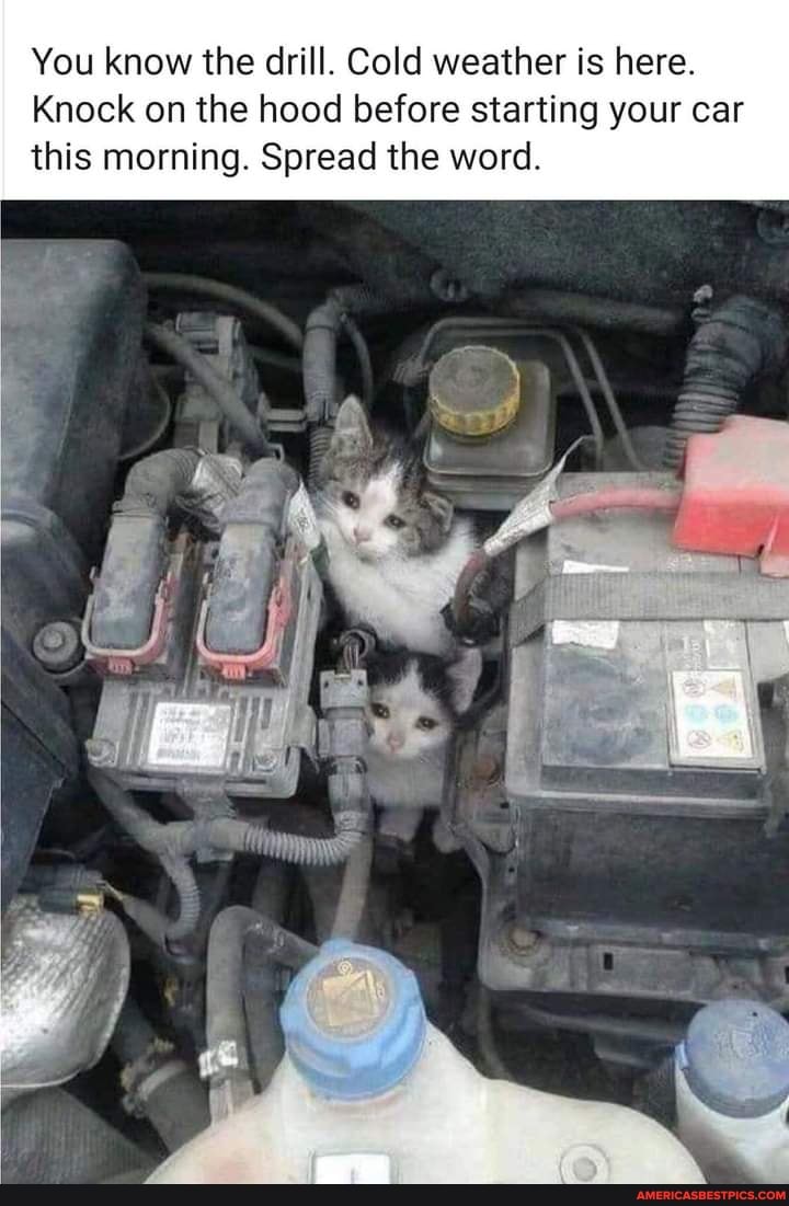 You know the drill. Cold weather is here.
Knock on the hood before starting your car this morning. Spread the word.