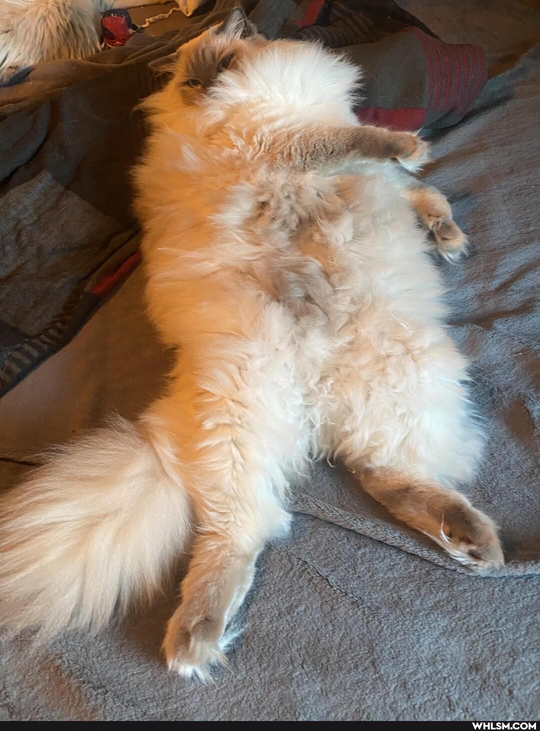 cat, belly_rubs, ragdoll, softkittywarmkittylittleballoffur
