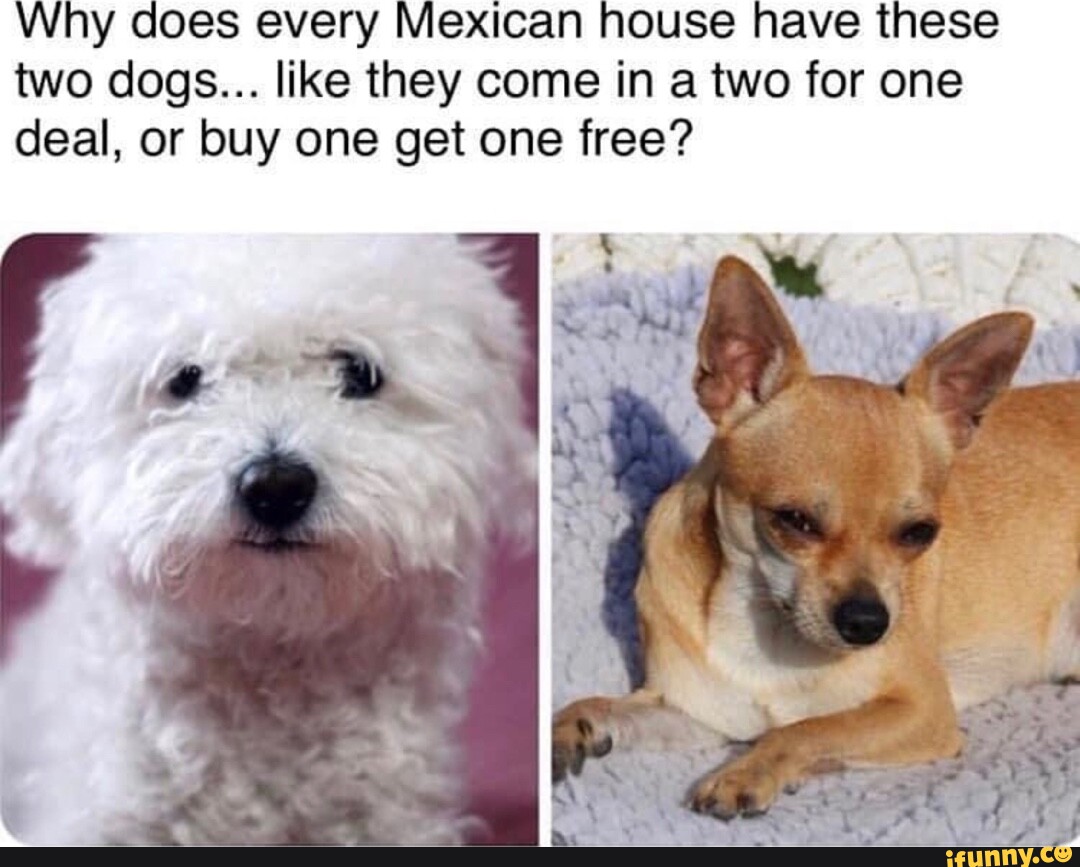 Why does every Mexican house have these two dogs... like they come in a